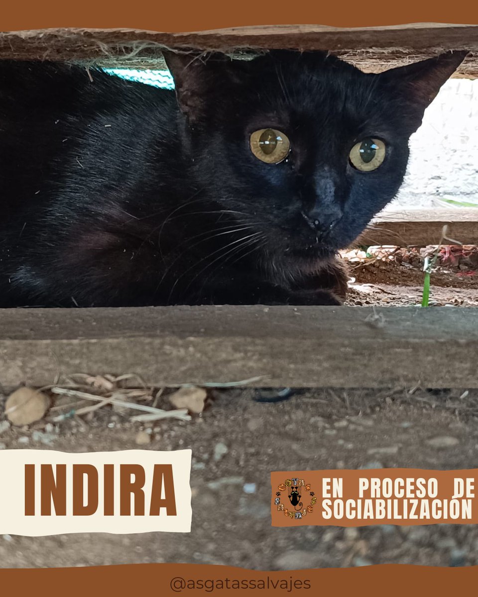 asgatassalvajes's tweet photo. 𝗜𝗡𝗗𝗜𝗥𝗔, 𝗻𝘂𝗲𝘀𝘁𝗿𝗮 𝗽𝗮𝗻𝘁𝗲𝗿𝗮 𝘀𝗲𝗻𝗶𝗼𝗿🐈‍⬛

😻 Nació en 2011
😻 Positiva a Inmunodeficiencia
😻 Con chip
😻 Vacunada al día
😻 Castrada

¿Quieres amadrinarle o apadrinarle?➡️  https://t.co/bpy6SeBr63 https://t.co/34ncz0tli1