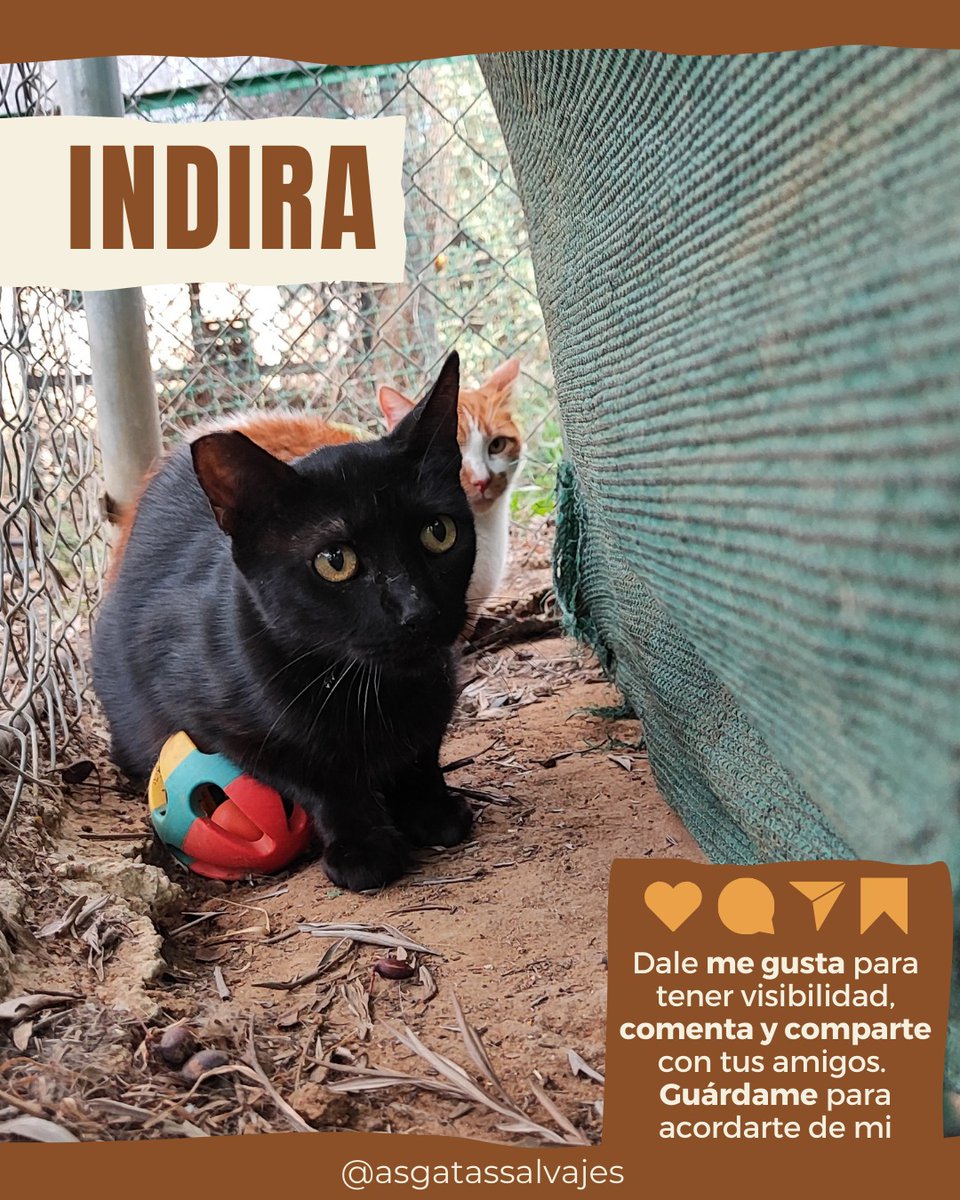 𝗜𝗡𝗗𝗜𝗥𝗔, 𝗻𝘂𝗲𝘀𝘁𝗿𝗮 𝗽𝗮𝗻𝘁𝗲𝗿𝗮 𝘀𝗲𝗻𝗶𝗼𝗿🐈‍⬛

😻 Nació en 2011
😻 Positiva a Inmunodeficiencia
😻 Con chip
😻 Vacunada al día
😻 Castrada

¿Quieres amadrinarle o apadrinarle?➡️  wa.link/wb6v3a