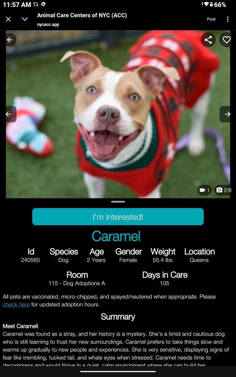 CharBolen's tweet image. #DogOfTheDay ♥️
CARAMEL ♥️   #240565  2yr old Girl ♥️ #NYCACC
Very beautiful young smiley girl waiting 105 days 
for her loving forever home 🏡 A shy but loving 
sweetheart! So ready to adopt! Best w/no small 
kids. A wonderful sweetheart!
#Adopt♥️ #Foster #Pledge
4EVER HOME ♥️🏡