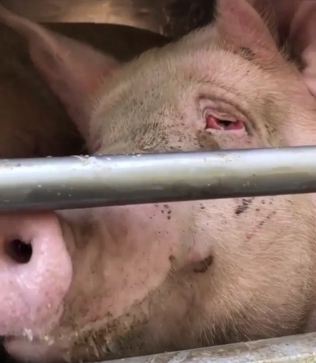 NothingIsArt's tweet image. “The eyes are the windows to the soul and this soul has been broken beyond repair.”
- Angie Karan