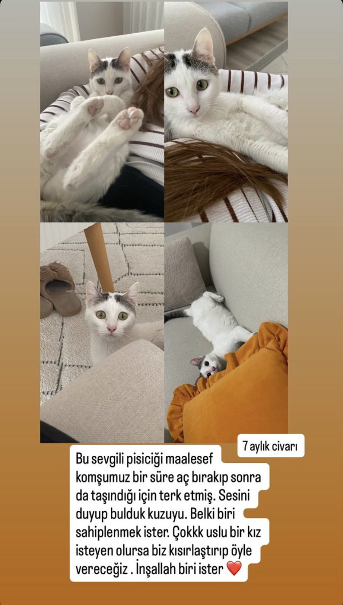 Sevgili X
Bu bebek için yuva bulabilir miyiz? Tercihen Sakarya..
Çünkü hala korkak bir kedi. Bizim evimizde 2 kediş daha var bu bebek zaten stres oldu 
Ve bulduğumuzda çok halsizdi ve hala zayıf
Umarım ona kalıcı bir yuva çıkar..