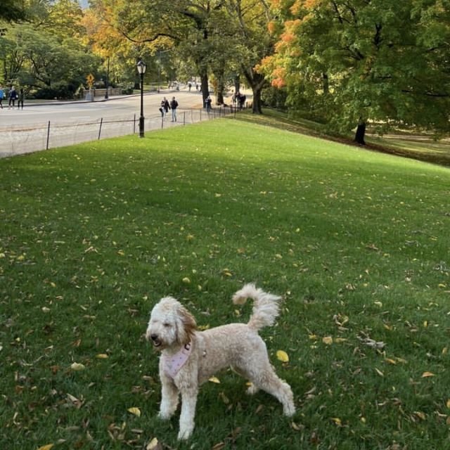 Jsfdajsg's tweet image. Perfect time, taking a walk with my furry friend.