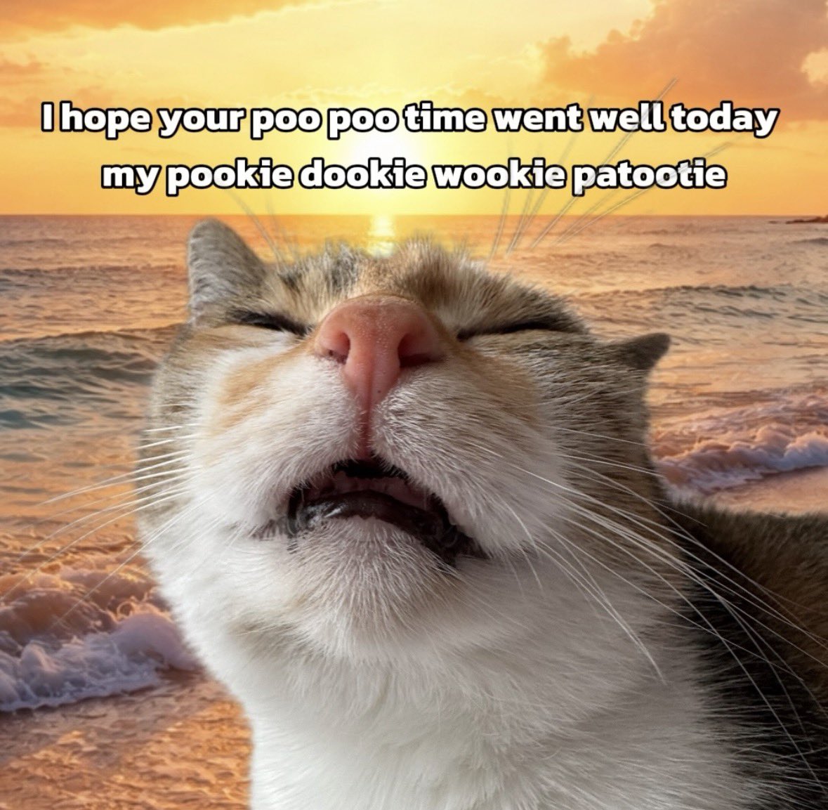 raccoonesthetic's tweet image. 