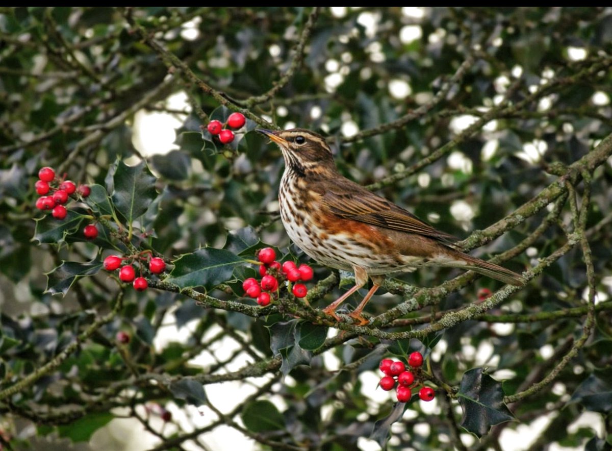 Mike Fletcher. Also Mikethechippy@bluesky tweet media