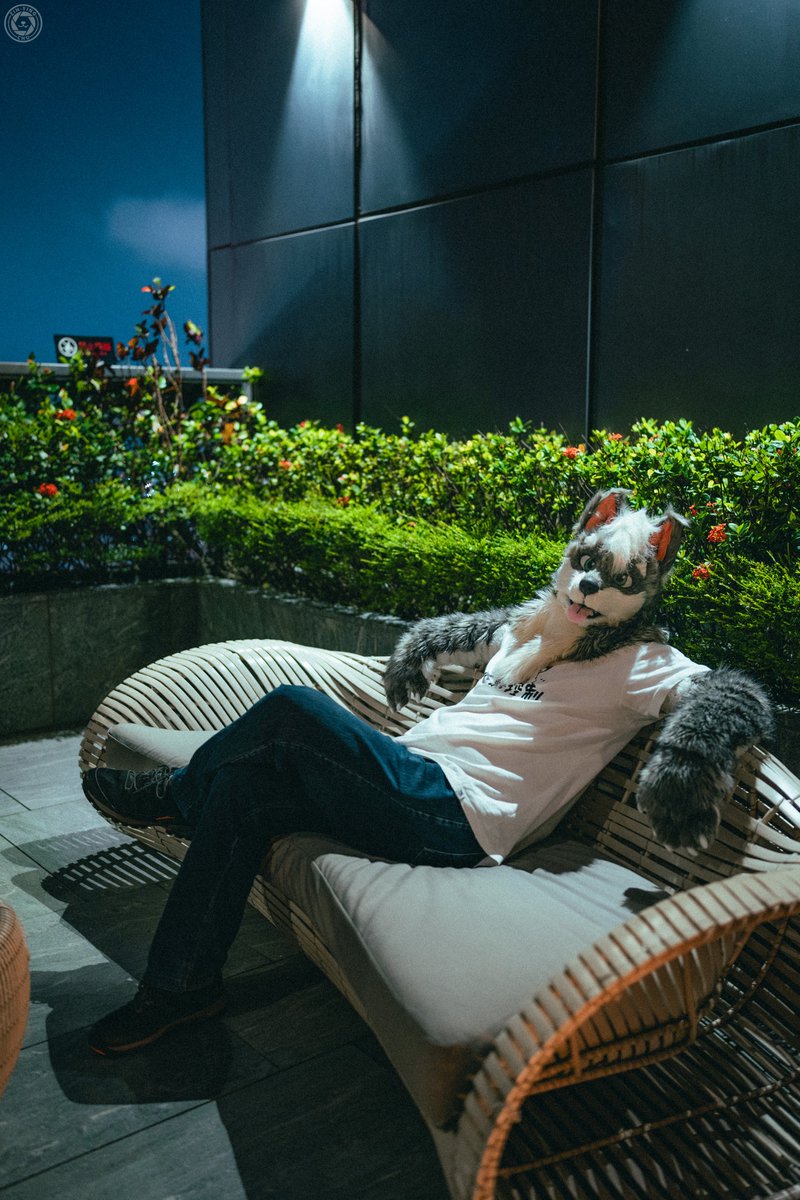 Wolfy (幼狼) tweet media