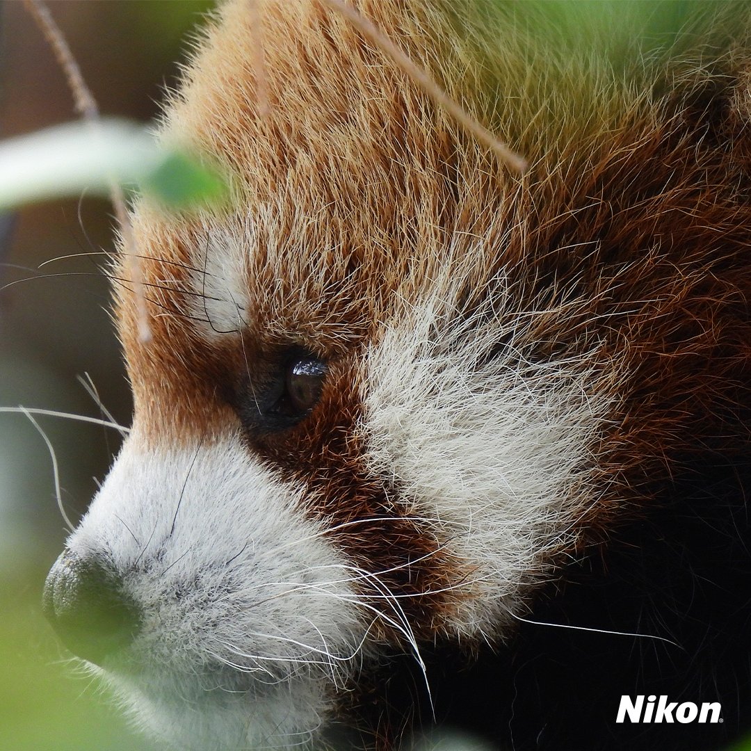 NikonMX's tweet image. Con la COOLPIX P950 estarás siempre listo para esos encuentros en silencio. Porque cuando sabes observar, la distancia deja de importar y cada gesto cuenta una historia.

#NikonMx #P950