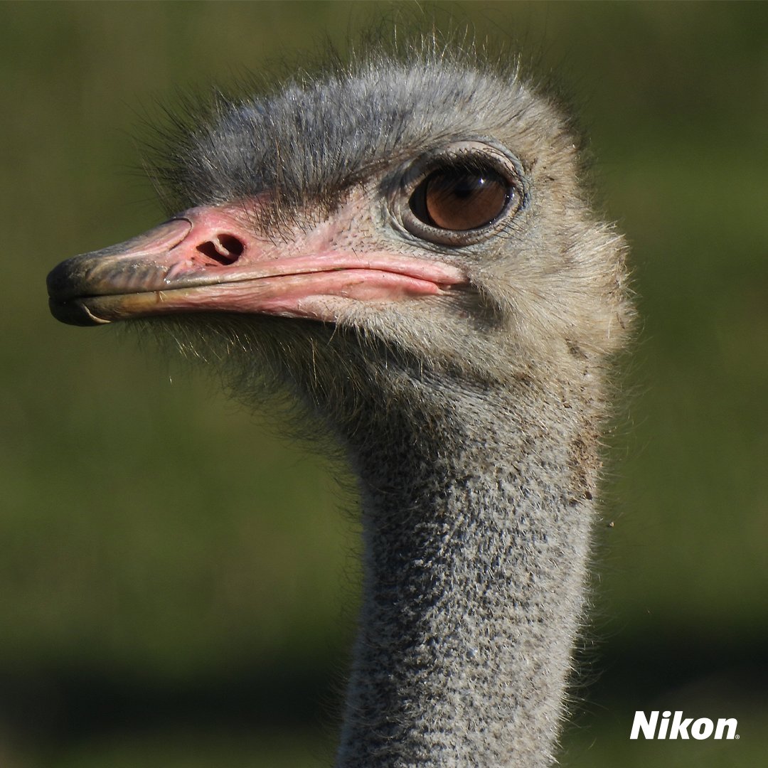 NikonMX's tweet image. Con la COOLPIX P950 estarás siempre listo para esos encuentros en silencio. Porque cuando sabes observar, la distancia deja de importar y cada gesto cuenta una historia.

#NikonMx #P950