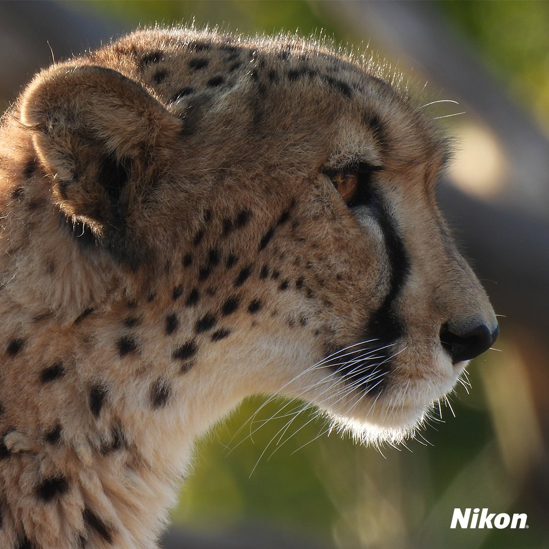 NikonMX's tweet image. Con la COOLPIX P950 estarás siempre listo para esos encuentros en silencio. Porque cuando sabes observar, la distancia deja de importar y cada gesto cuenta una historia.

#NikonMx #P950