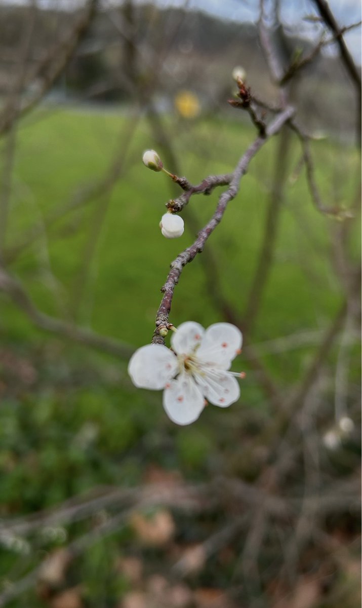 Tenemos hambre de primavera.