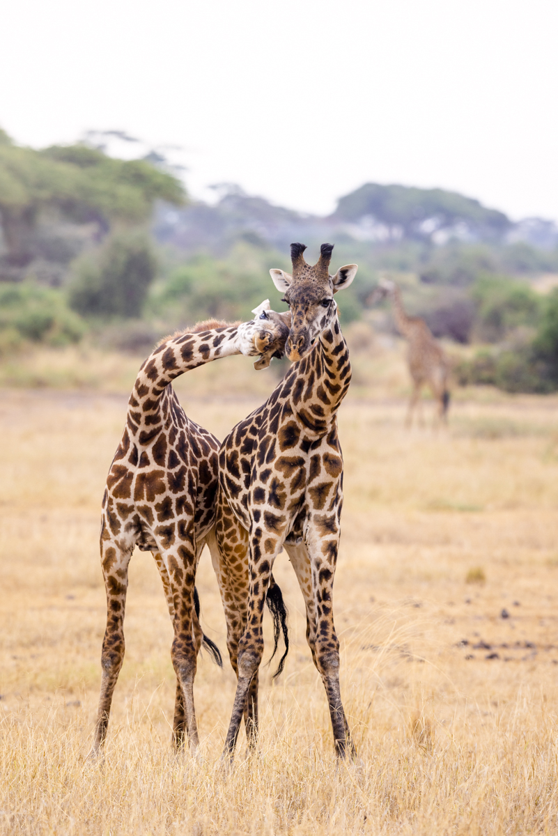 Big Life Foundation tweet media