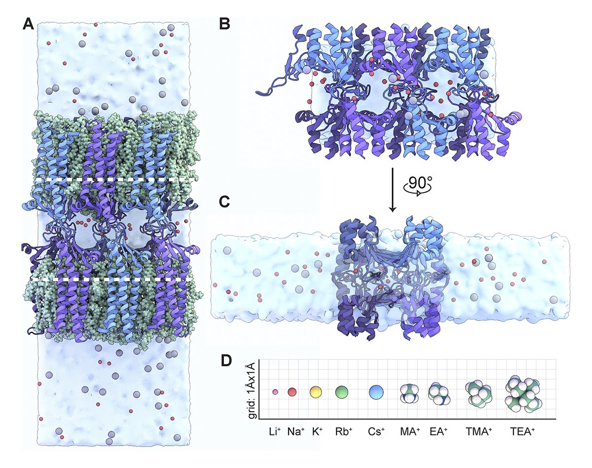 JGenPhysiol's tweet photo. McGuinness et al. @UChiPhysics reveal the role of claudin-15 D55 residue in ion size & charge selectivity. A reduced model of claudin-15 offers novel insights into ion conductance, providing a valuable tool for therapeutic modulation of #TightJunctions https://t.co/JBQqviQyiP https://t.co/4gc8F7mX6q