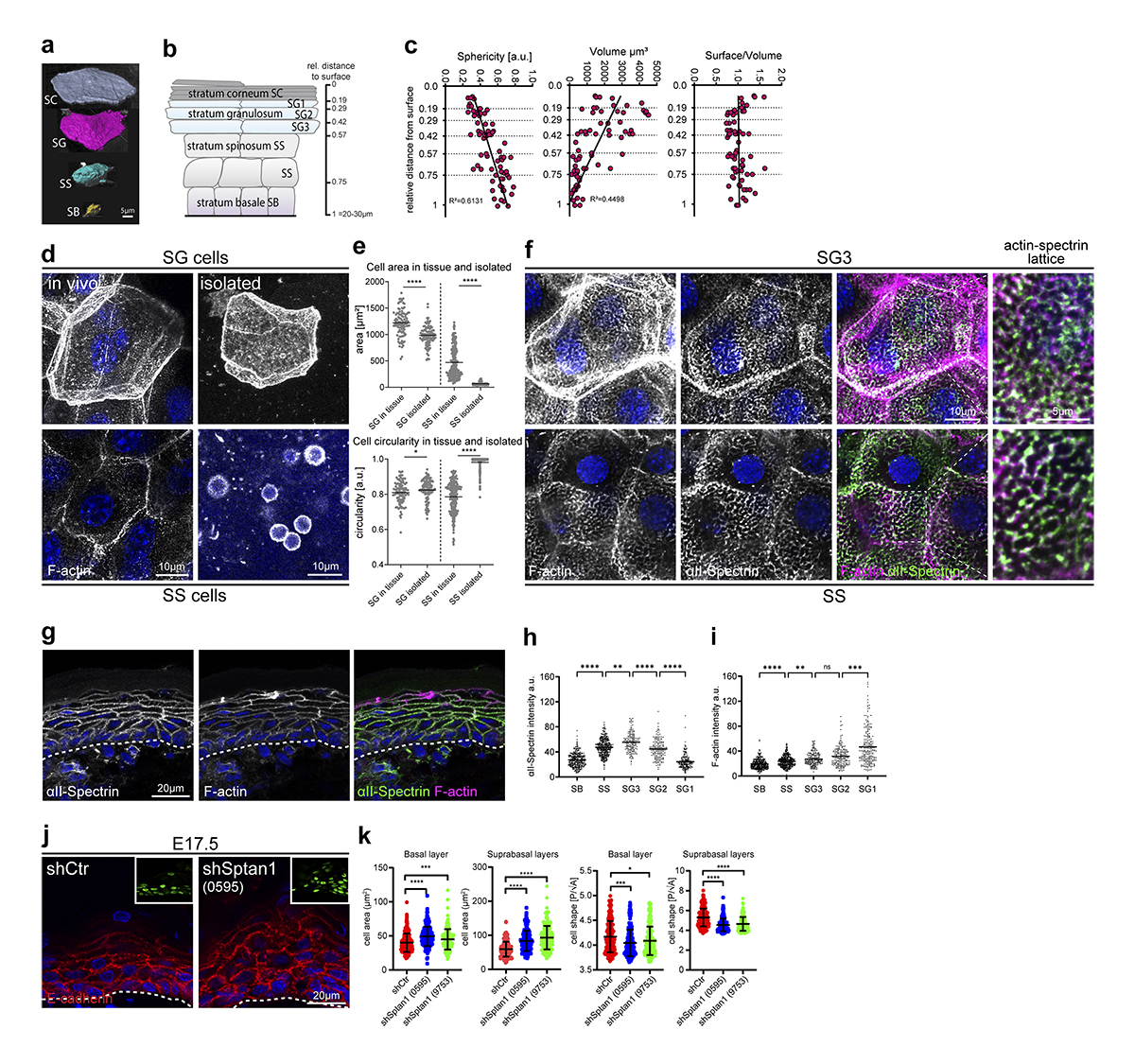 Journal of Cell Biology tweet media