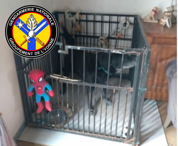 #BellesAffaires ❌ Les #gendarmes de l'#Yonne mettent fin à un élevage illégal d'animaux 🐕🐈🦜
➡️ 48 chiens, 11 chats, 17 tourterelles, et d'autres oiseaux placés en sécurité
➡️ Nombreuses infractions constatées
➡️ 3 individus interpellés ⚖️
👏 Bravo à nos camarades !