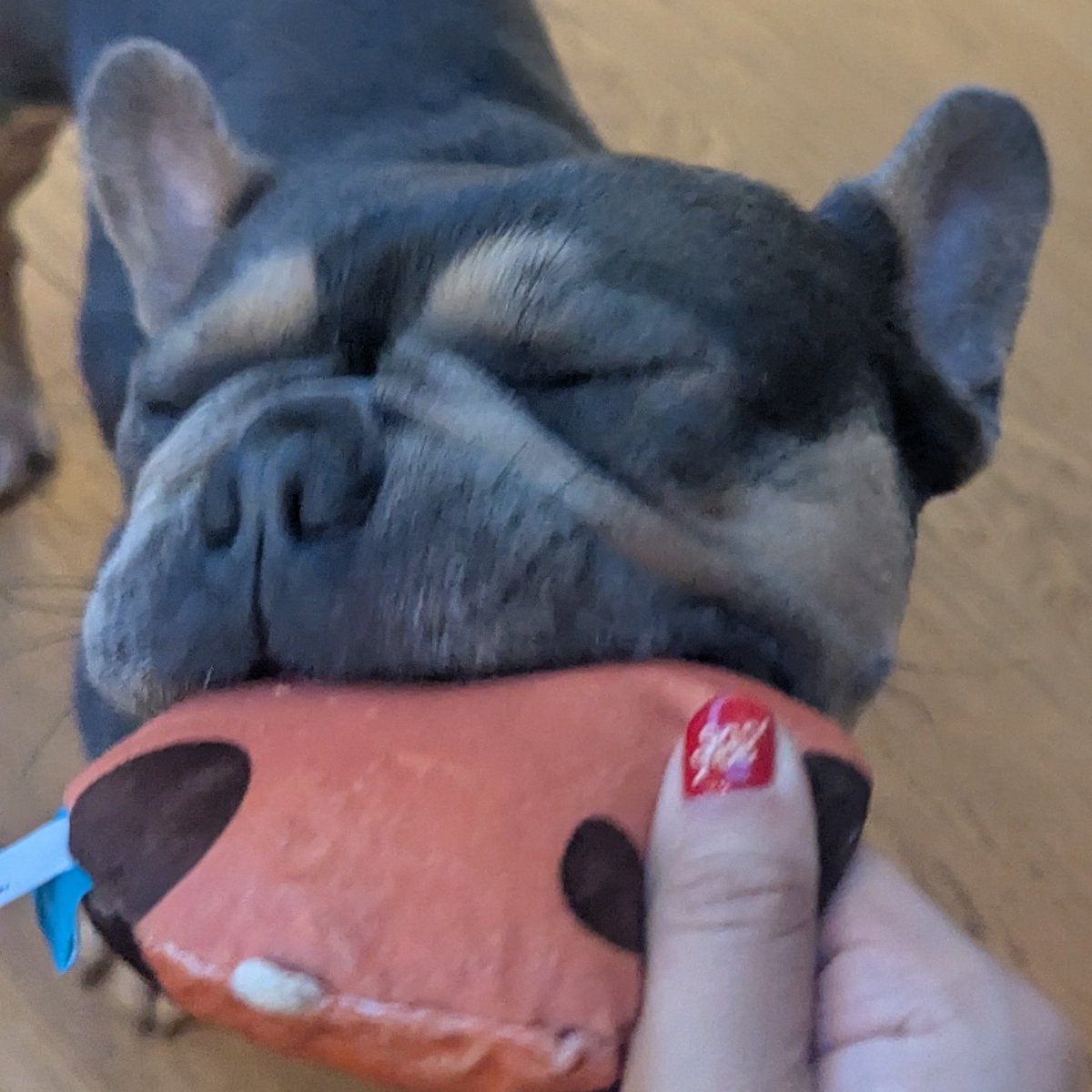 Tori Thaiga🐯🍳✧Foodie VtuberꔫMOE!Liveꔫ tweet media