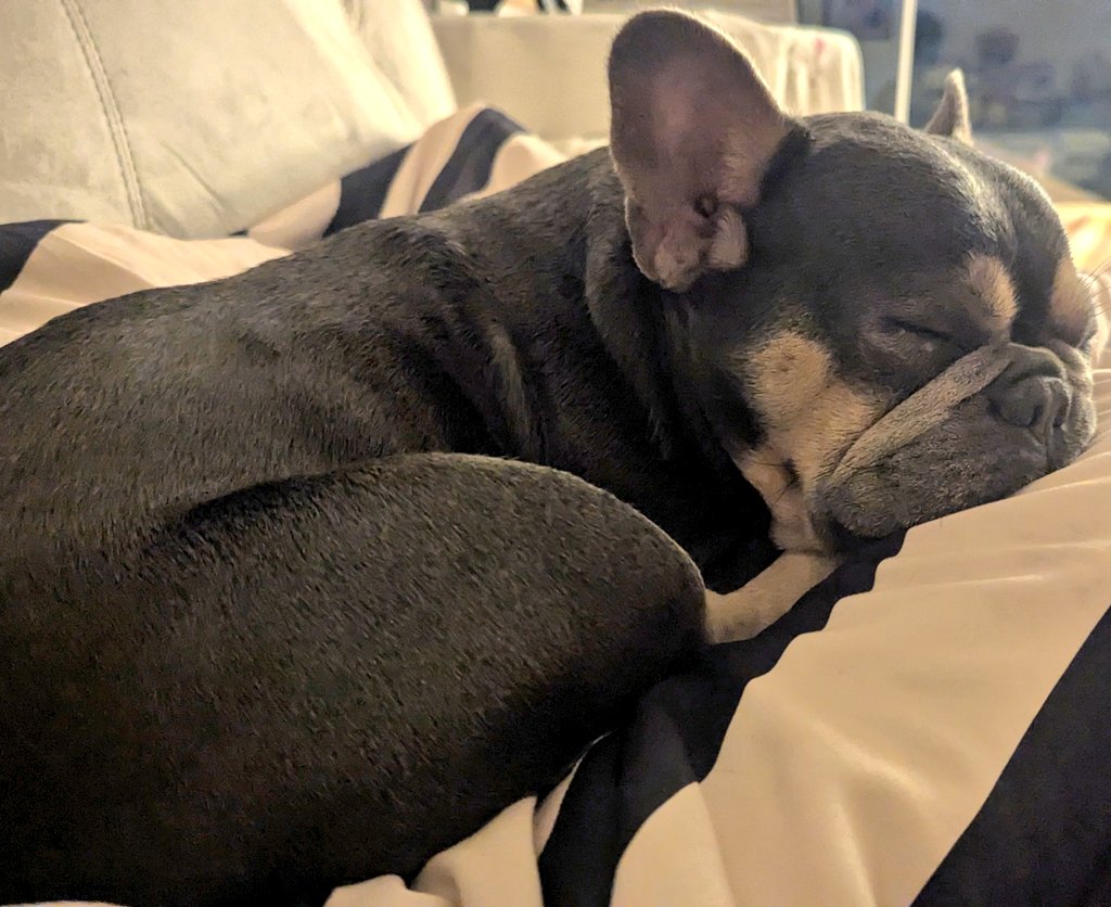 Tori Thaiga🐯🍳✧Foodie VtuberꔫMOE!Liveꔫ tweet media