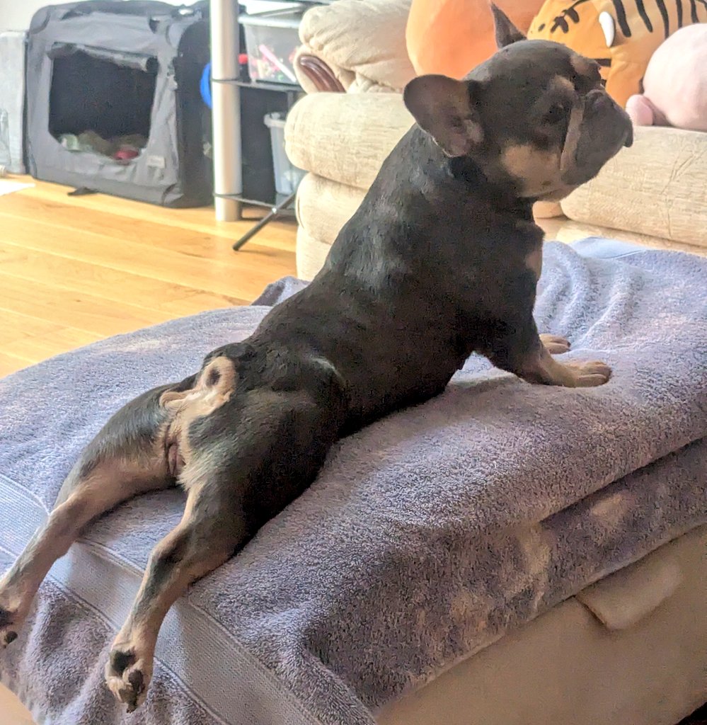 Tori Thaiga🐯🍳✧Foodie VtuberꔫMOE!Liveꔫ tweet media