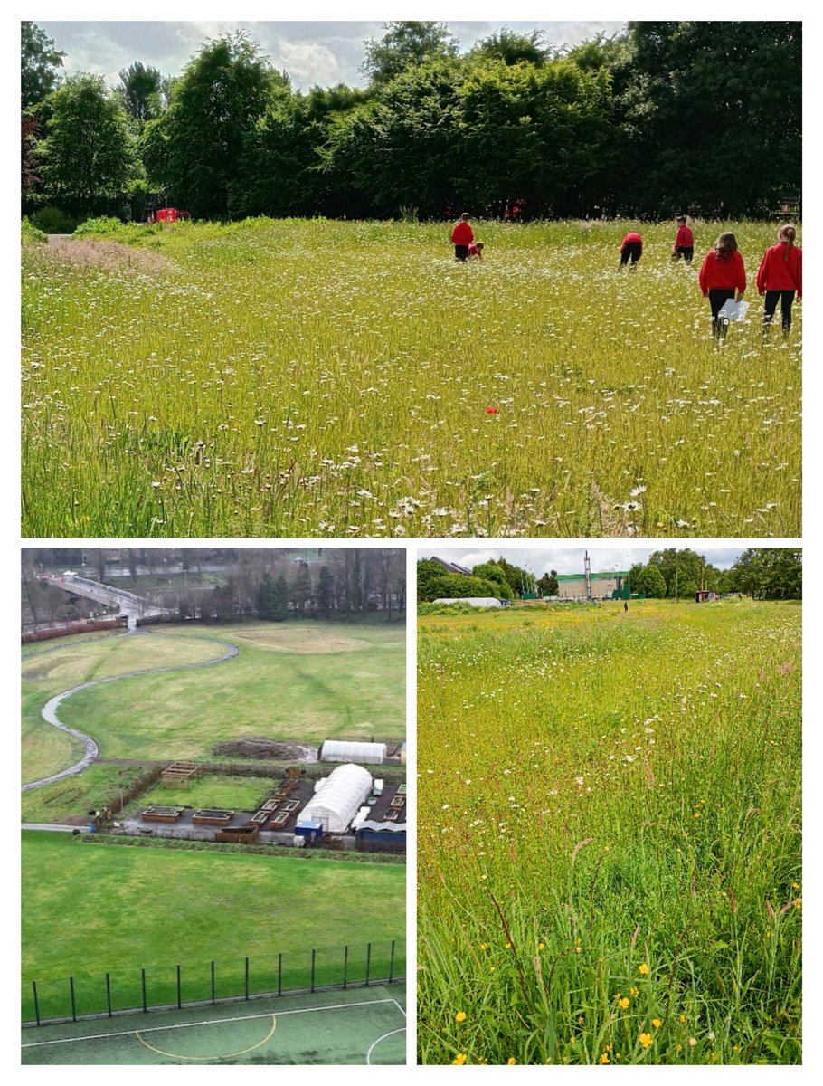 Ireland's Trees & Mythology tweet media