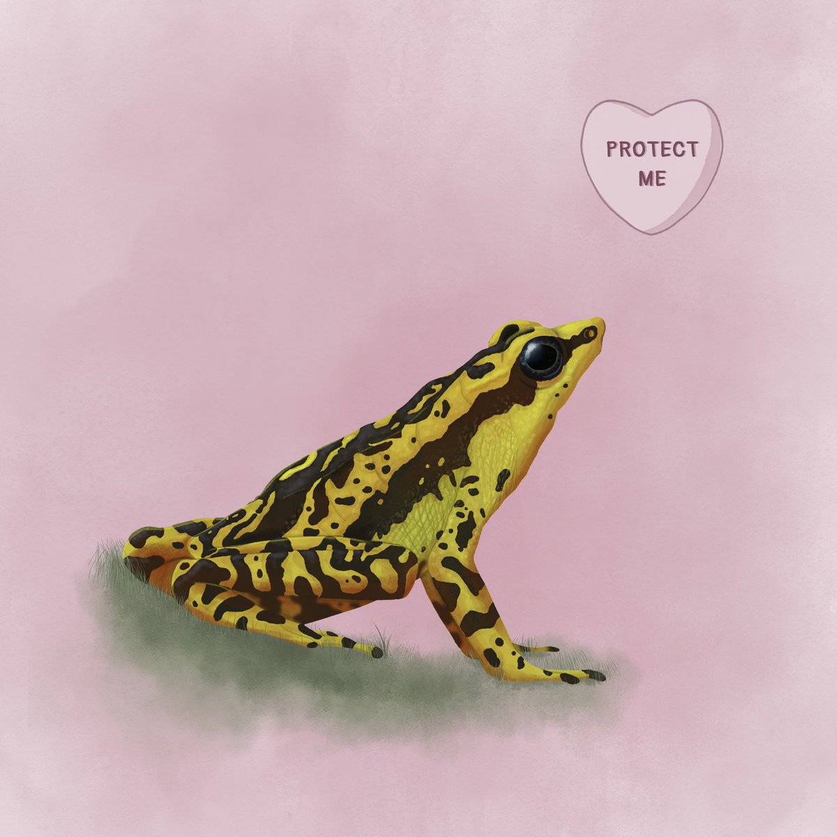 El sapito arlequín de Rancho Grande (Atelopus cruciger) es una de las especies más emblemáticas y amenazadas de Vzla. La desaparición de sus hábitats históricos, encendió alarmas y dio pie a importantes investigaciones sobre sus amenazas (como el hongo quitridio) y estrategias