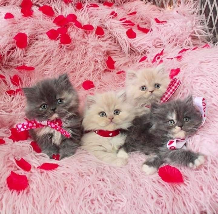 BunnieKat1962's tweet image. Happy
#ValentinesWeek 
#kittens 
#cats