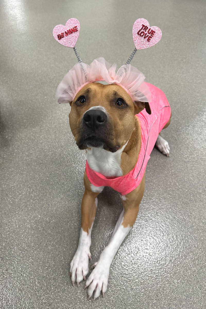 We’re here to answer the only question that matters this Valentine’s Day.

Which shelter pet is your soulmate?

Your perfect match is waiting at The Animal Foundation. Take the quiz. Meet your soulmate. Fall in love. 

Start here: bit.ly/4aJ69ex