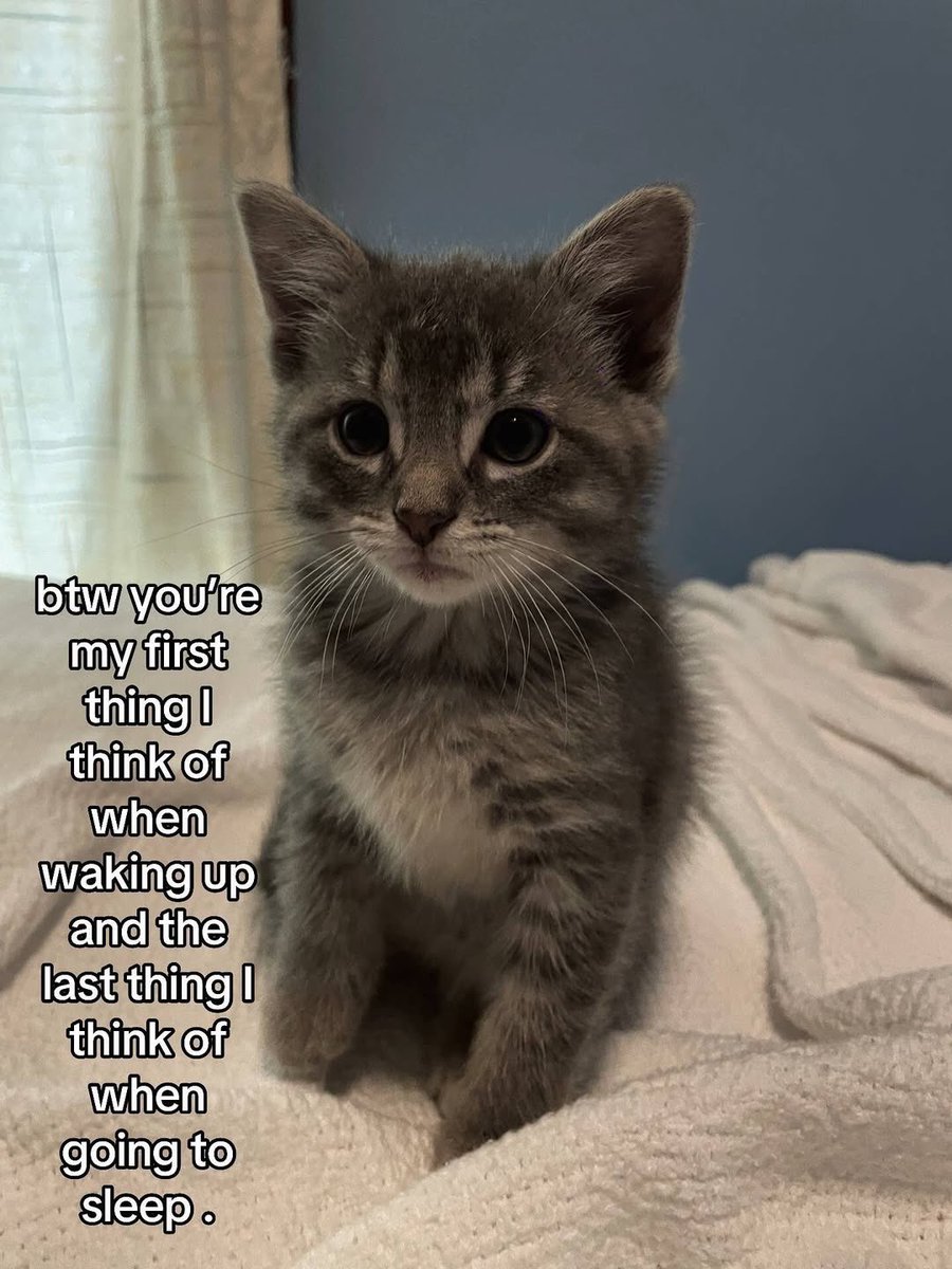 cats.jpg (@catsdotjpg) on Twitter photo 