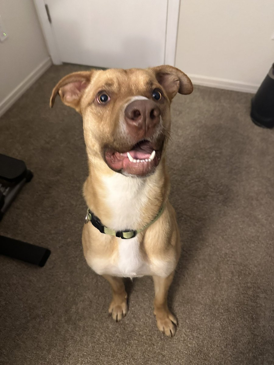Elizaann79's tweet photo. Hi I’m Cooper 1.5 yr old  Staffordshire Terrier available for adoption! I love other dogs, kids and great with men an women. I love to hike an go on long walks! If interested I’m on https://t.co/mMLI06pRIh search Cooper! https://t.co/NJbAViob3E