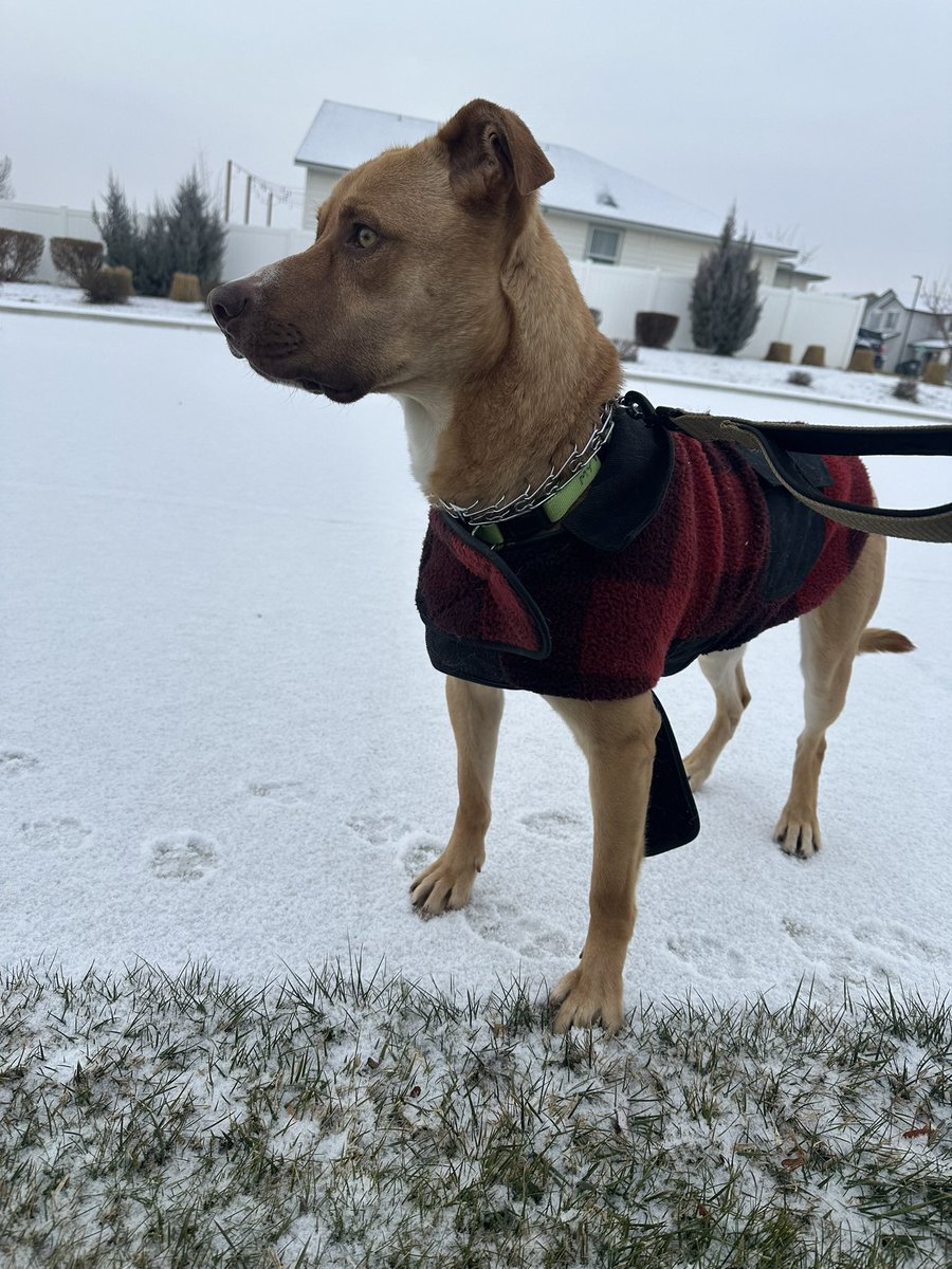 Elizaann79's tweet photo. Hi I’m Cooper 1.5 yr old  Staffordshire Terrier available for adoption! I love other dogs, kids and great with men an women. I love to hike an go on long walks! If interested I’m on https://t.co/mMLI06pRIh search Cooper! https://t.co/NJbAViob3E