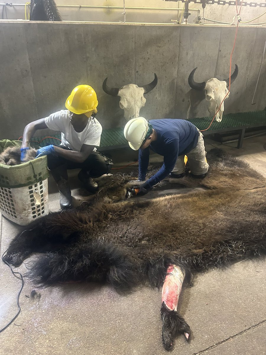 Had a couple hands that couldn’t come today. Can’t say enough about these 2. They’re picking up the slack and getting it done. <a href="/BuffaloRon/">BuffaloRon</a>