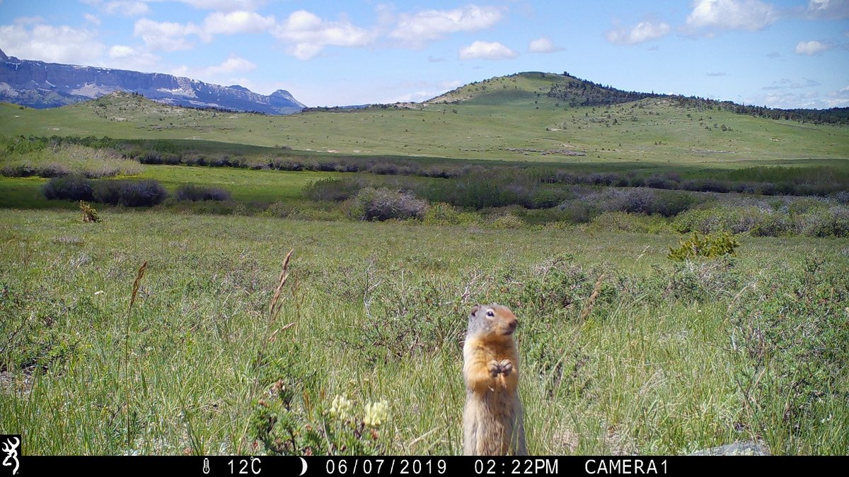 trailcam (@trail_cams) on Twitter photo 