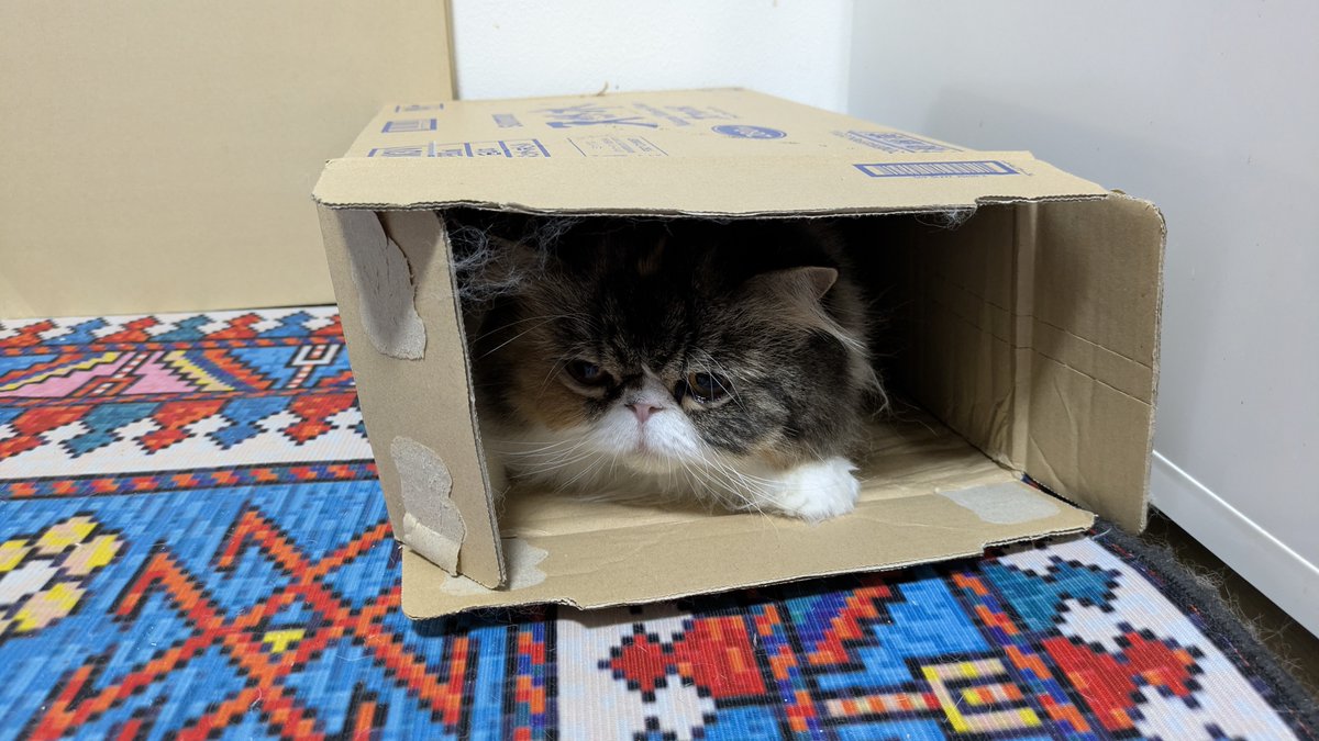 おはにゃん🐈🐈‍⬛🐈🐈‍⬛ 皆ちゃま、13日の金曜日なのでここに入って