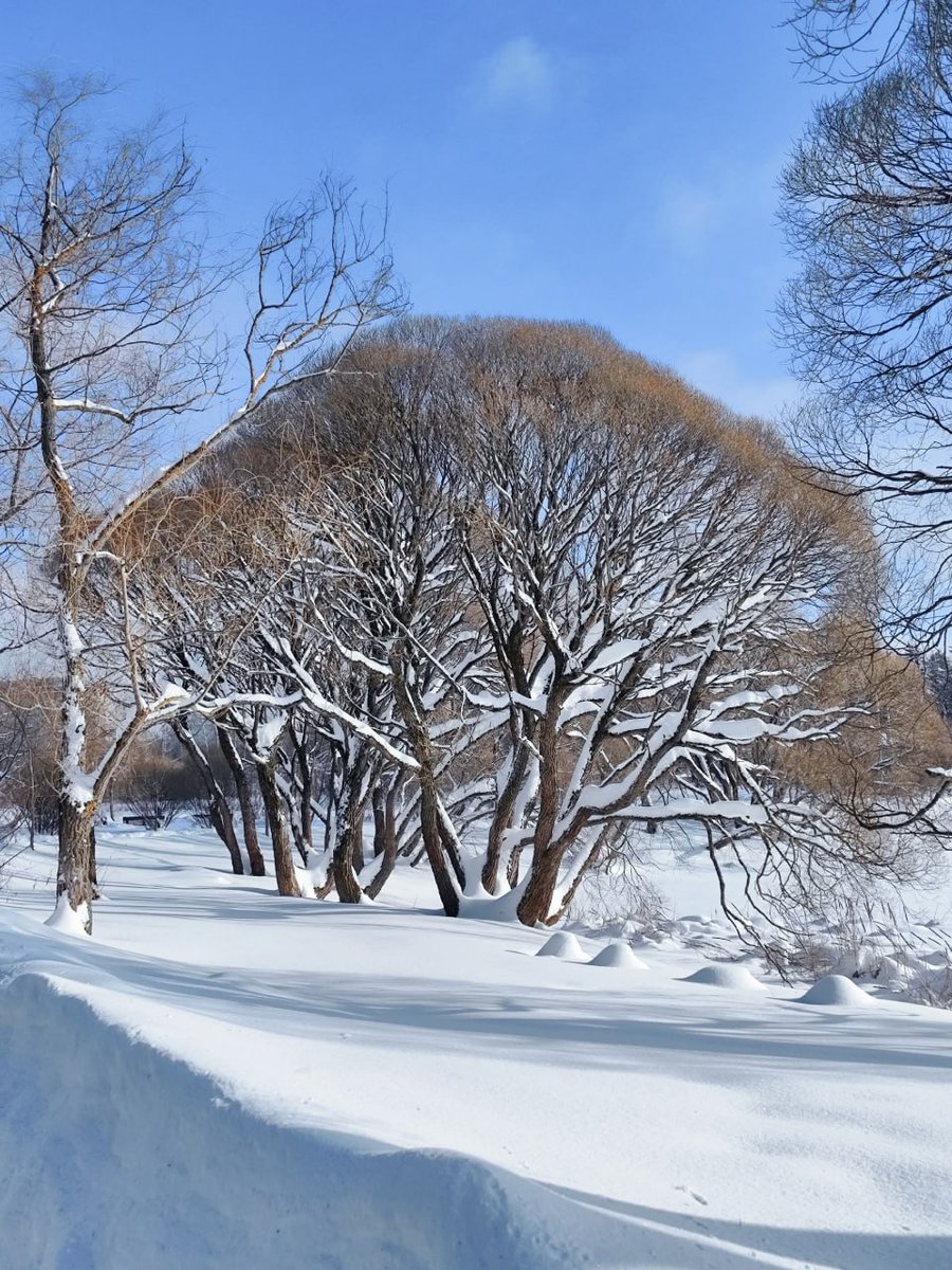 תמונה פסטורלית של חורף במוסקבה: יום שמש קפוא בפארק פוקרובסקויה-סטרשנייבו.
Морозный солнечный день в парке Покровское-Стрешнево
