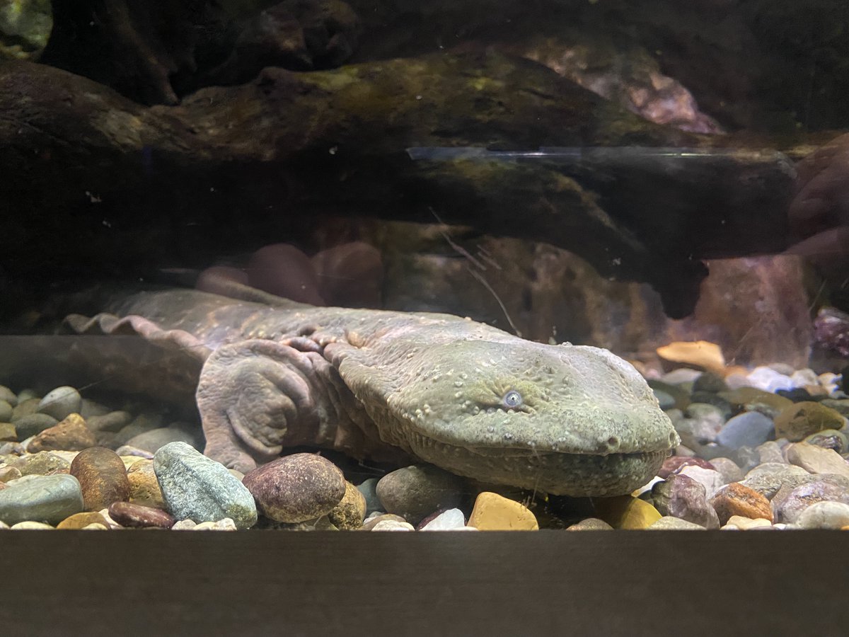 nashzoovet's tweet image. #VeterinaryTerminology of the Day

Cutaneous Gas Exchange - the ability of an animal to breathe primarily through its skin, rather than lungs or gills

Hellbenders and many other Salamanders rely on Cutaneous Gas Exchange, making them extra vulnerable to pollution

#NashvilleZoo