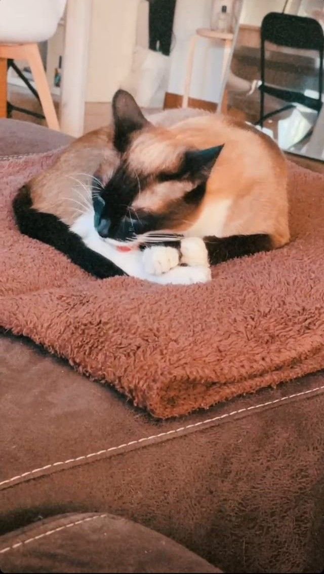 Daily Auron Cats ⋆˙⟡ tweet media