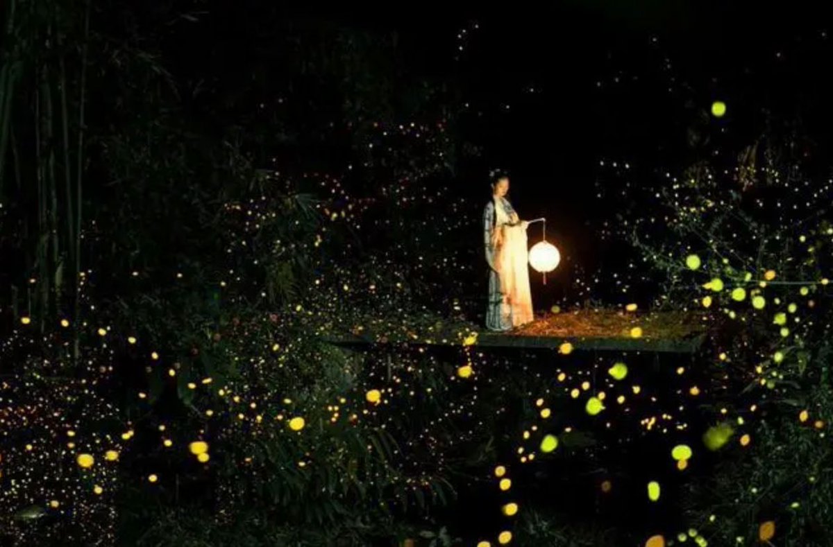 x1ngwu's tweet image. In ancient China, fireflies were thought to be born from decayed grass and bamboo roots ("腐草为萤"). Their glow lit warm summer nights for just over 20 evenings before vanishing into autumn’s hush. More than light, their flicker was seen as a fleeting soul: rising from rot,
