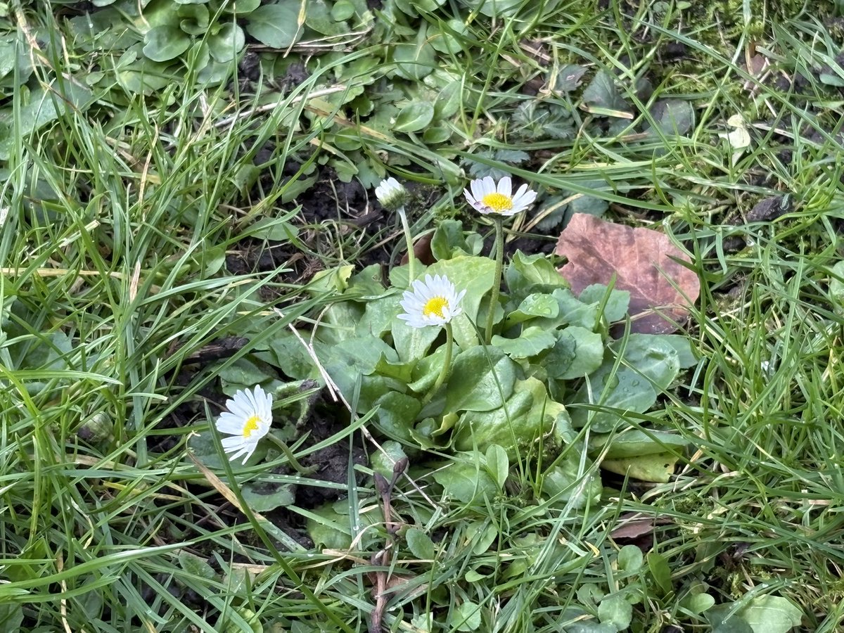 SharonMack82795's tweet photo. Spring is doing its thing ☺️🌼🐿️ #spring #outdooradventures #nature #lunchtimewalk https://t.co/T9XON9FEmg