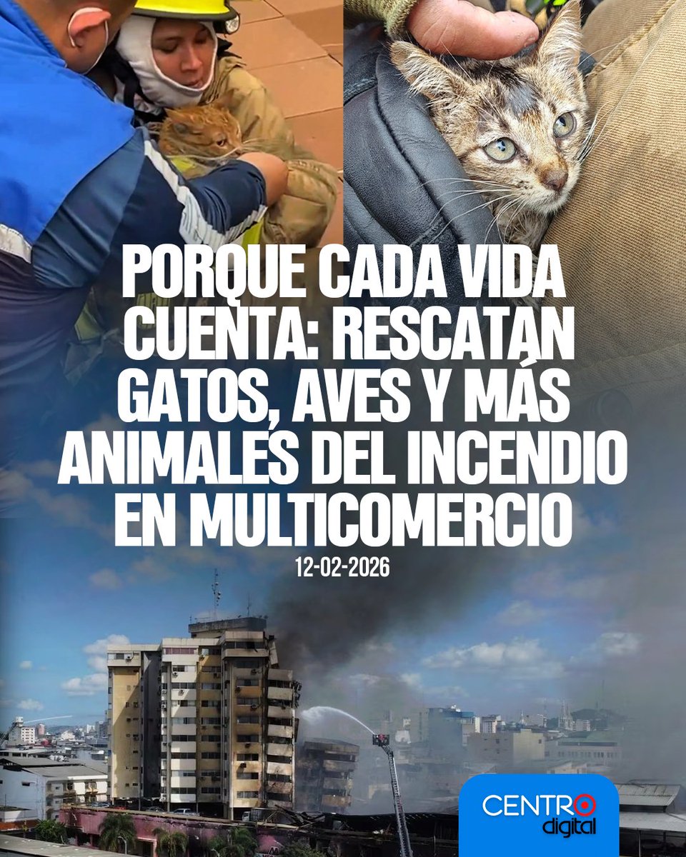 radiocentroec's tweet photo. #VIDEO | Ellos también son vida. Gatos, aves y otros animales fueron rescatados del incendio que afectó al edificio Multicomercio en el centro de Guayaquil.

Los detalles➡️ https://t.co/huwbrTgSqA https://t.co/Vw2cuh3UeY
