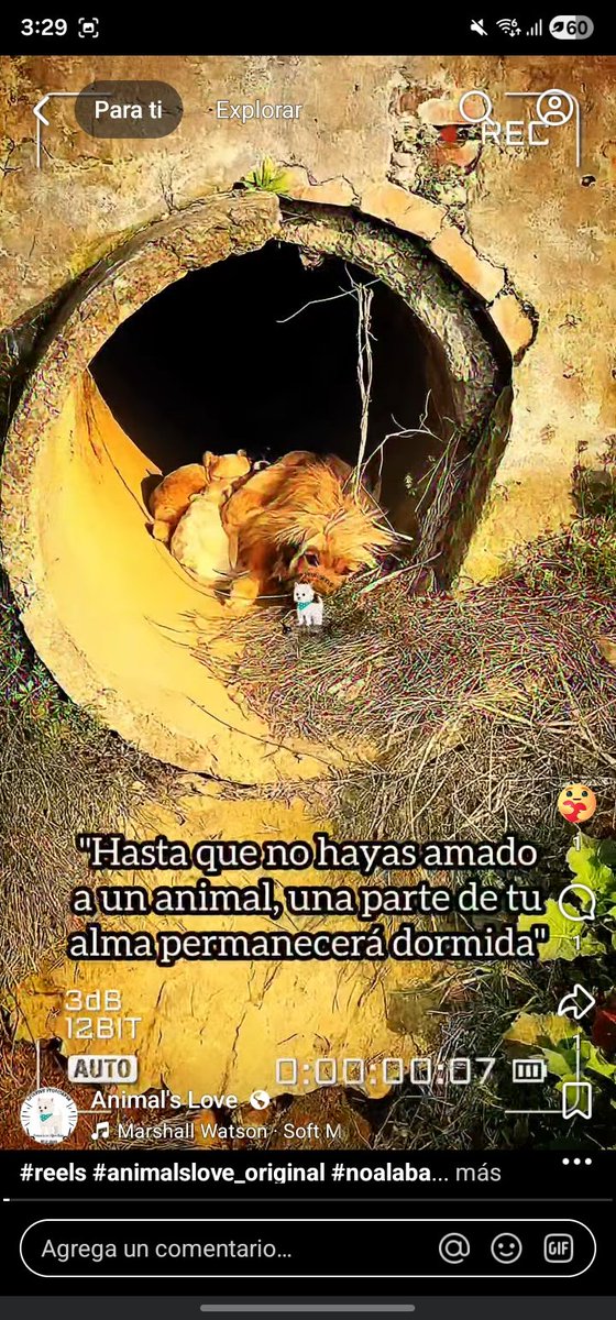 AnimalsLoveOrig's tweet photo. https://t.co/wpb1UsLpCP https://t.co/jWJ0JTgIyc