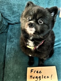 Once again, it is Free Huggles Day.  If you would like or you need a free huggle, just pick me up and I will give you one for free.
#DogsofTwitter #TaterTotSquad