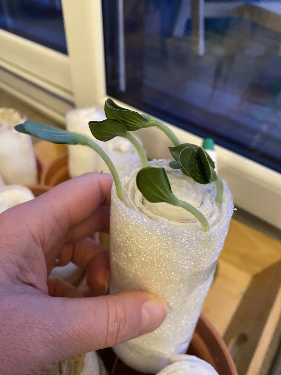 Sue Mayor tweet media