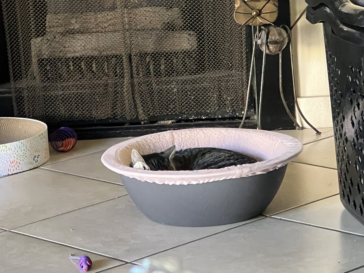 Lizzie the cat tweet media