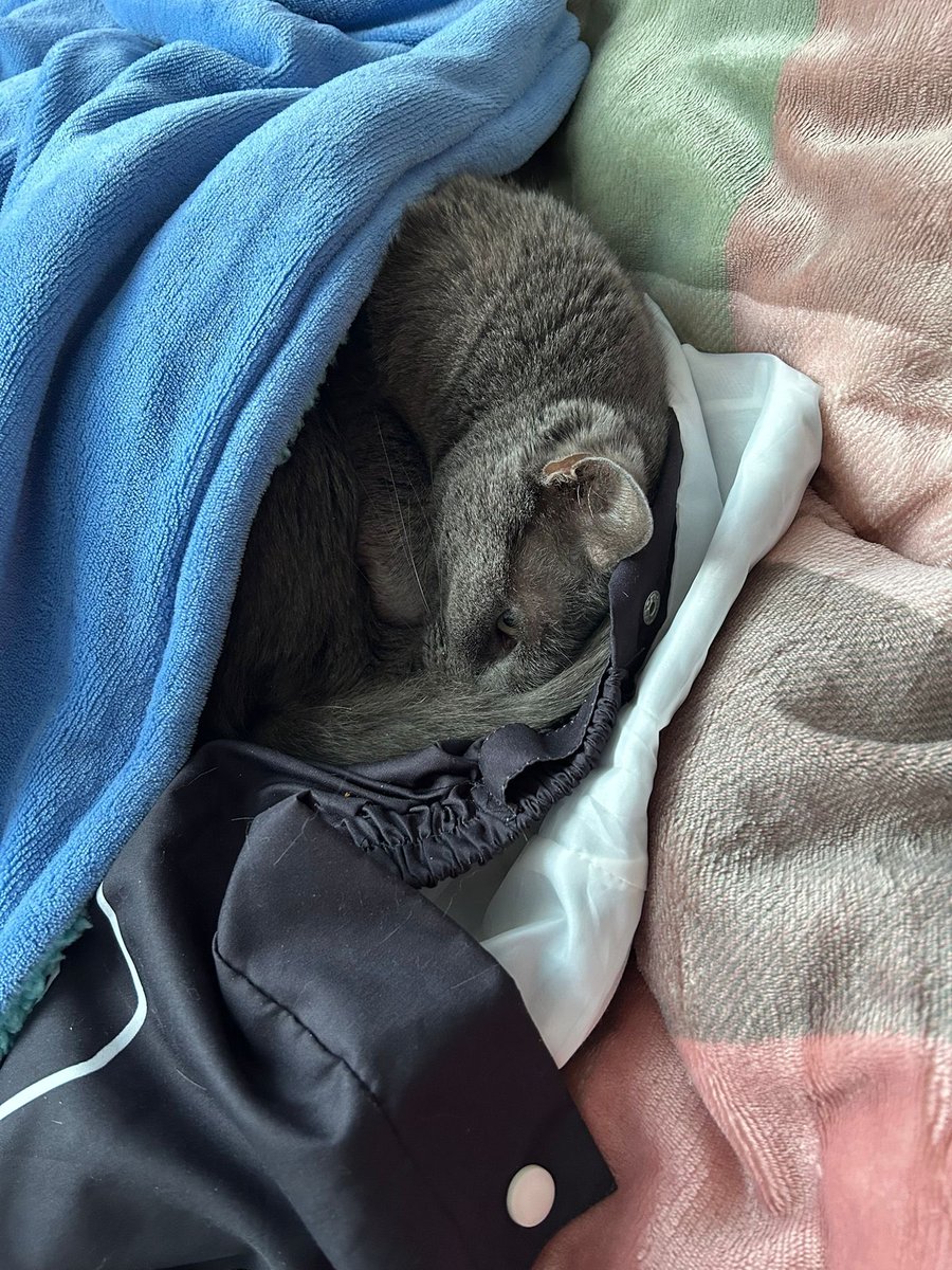MissShanz13's tweet photo. @therealrozanov My tripod (3legs) cat William he loves a good snuggle 🐱 https://t.co/4ilzYJfaL8