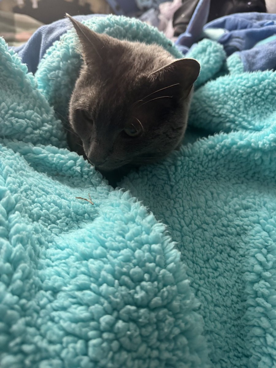 MissShanz13's tweet photo. @therealrozanov My tripod (3legs) cat William he loves a good snuggle 🐱 https://t.co/4ilzYJfaL8