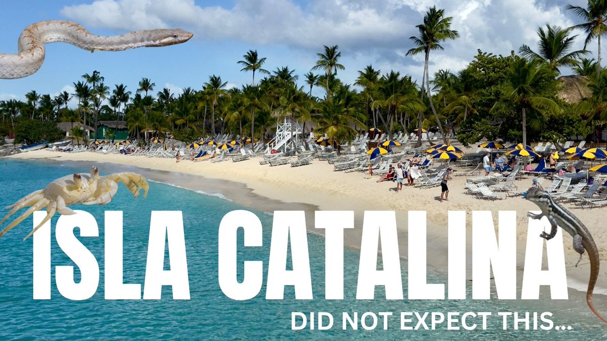 OurAdventures2's tweet photo. ⏰📷 NEW VIDEO NOW LIVE 📷⏰
https://t.co/UR0L0RSqgr

@marellacruiseuk | @GoDomRep 
#IslaCatalina | #DominicanRepublic https://t.co/SAYyobB94b