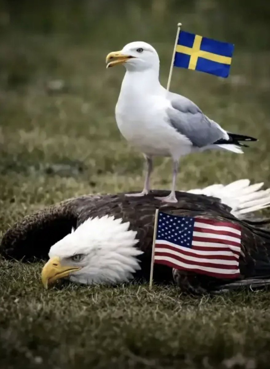 fritidsgårdens hela fotoalbum tweet media