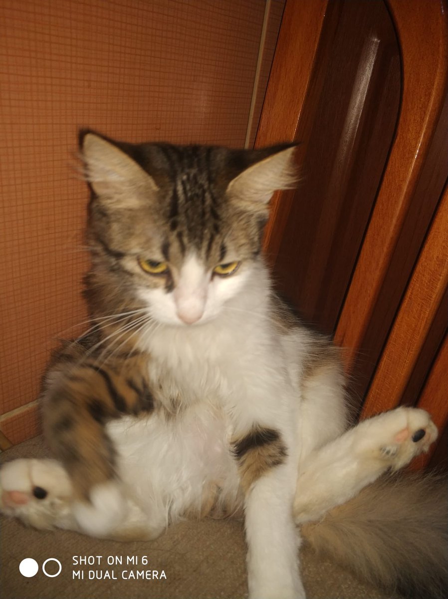 🚨 İSTANBUL ACİL YUVA/KORUMA 🚨Ev sahibi, 6 kedisi olan yaşlı bir teyzeyi mahkeme kararıyla evden çıkardı. Teyzemiz şu an geçici olarak idare edebiliyor ancak kedileri için acil destek istiyor. Kedilerin tamamı evde büyüdü, sokağa hiç alışkın değiller. Maalesef kısır değiller