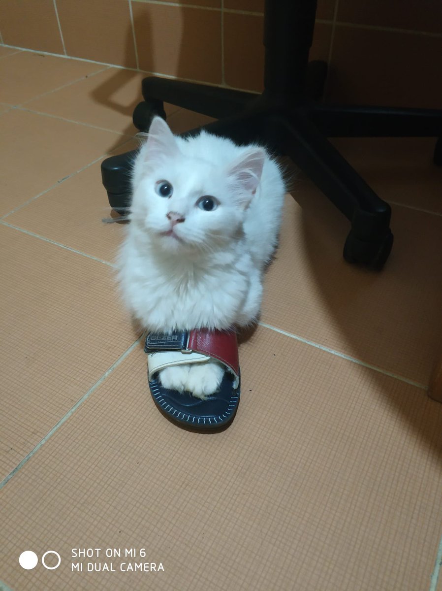 sleymannecip tweet media