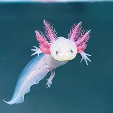 NeXtGenBiologic's tweet photo. The term "Neoteny" was actually made for axolotls. It was coined by German researcher, Julius Kollman, in 1884 to describe the anti-aging properties of the creatures, showing that axolotls have been studied for their unique properties for over a century! https://t.co/uSrTEB7oea