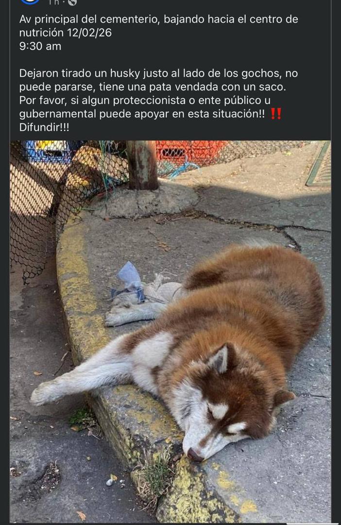 PerroUsuario Wof '•' tweet media