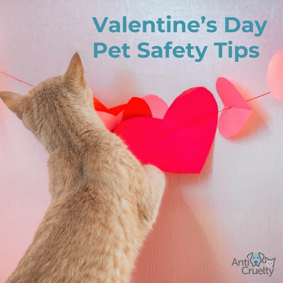 Anti-Cruelty tweet media