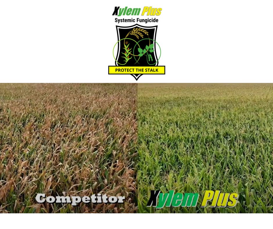 AgPerformanceBC's tweet photo. Long-lasting stalk and stem protection for cleaner, healthier corn.

Give us a call or visit us online to find out more: 
📞641-562-2370 
https://t.co/LjrxTFGoKt 
#XylemPlus #CropHealth #AgPerformance https://t.co/5F5VU1mUyx